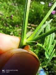Vicia villosa