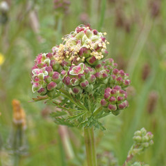 Sanguisorba minor