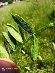 Vicia villosa