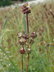 Sanguisorba minor