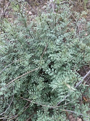 Indigofera lindheimeriana