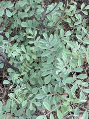 Indigofera lindheimeriana