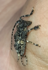 Cerambycidae