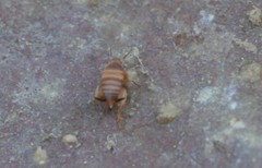 Myrmecophilus acervorum