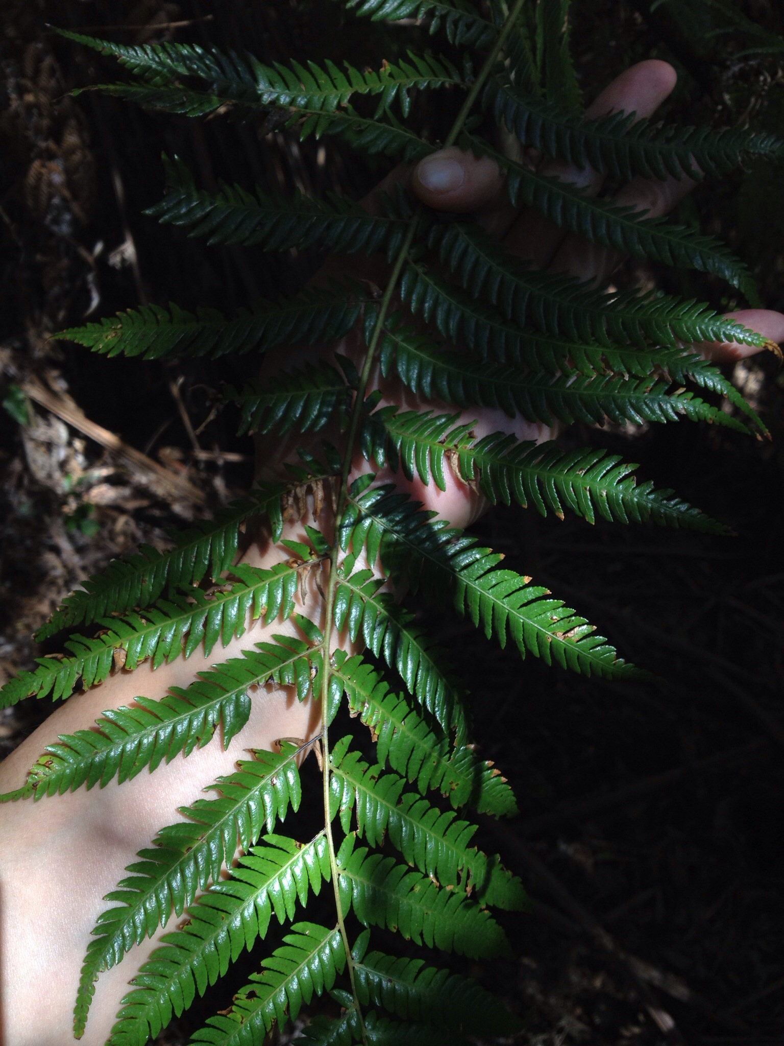 Parmulariaceae image