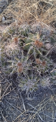 Ferocactus flavovirens