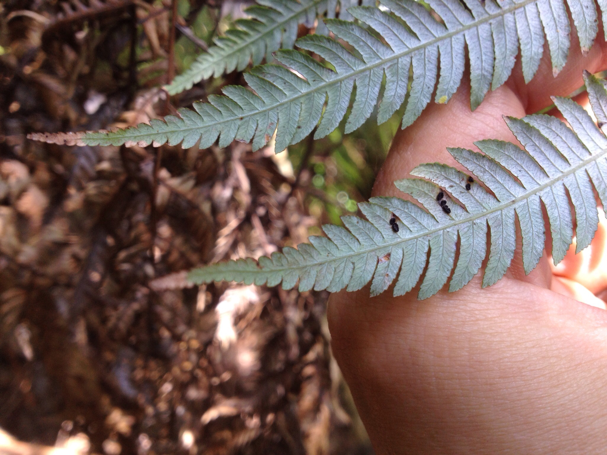 Parmulariaceae image