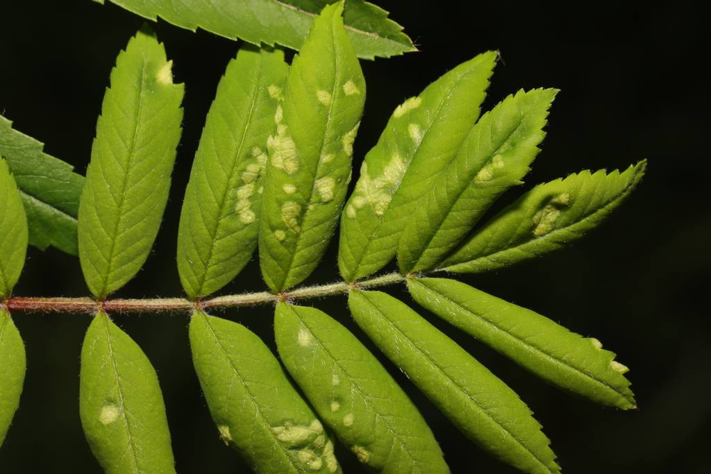 Phyllocoptes sorbeus