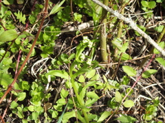 Valerianella umbilicata