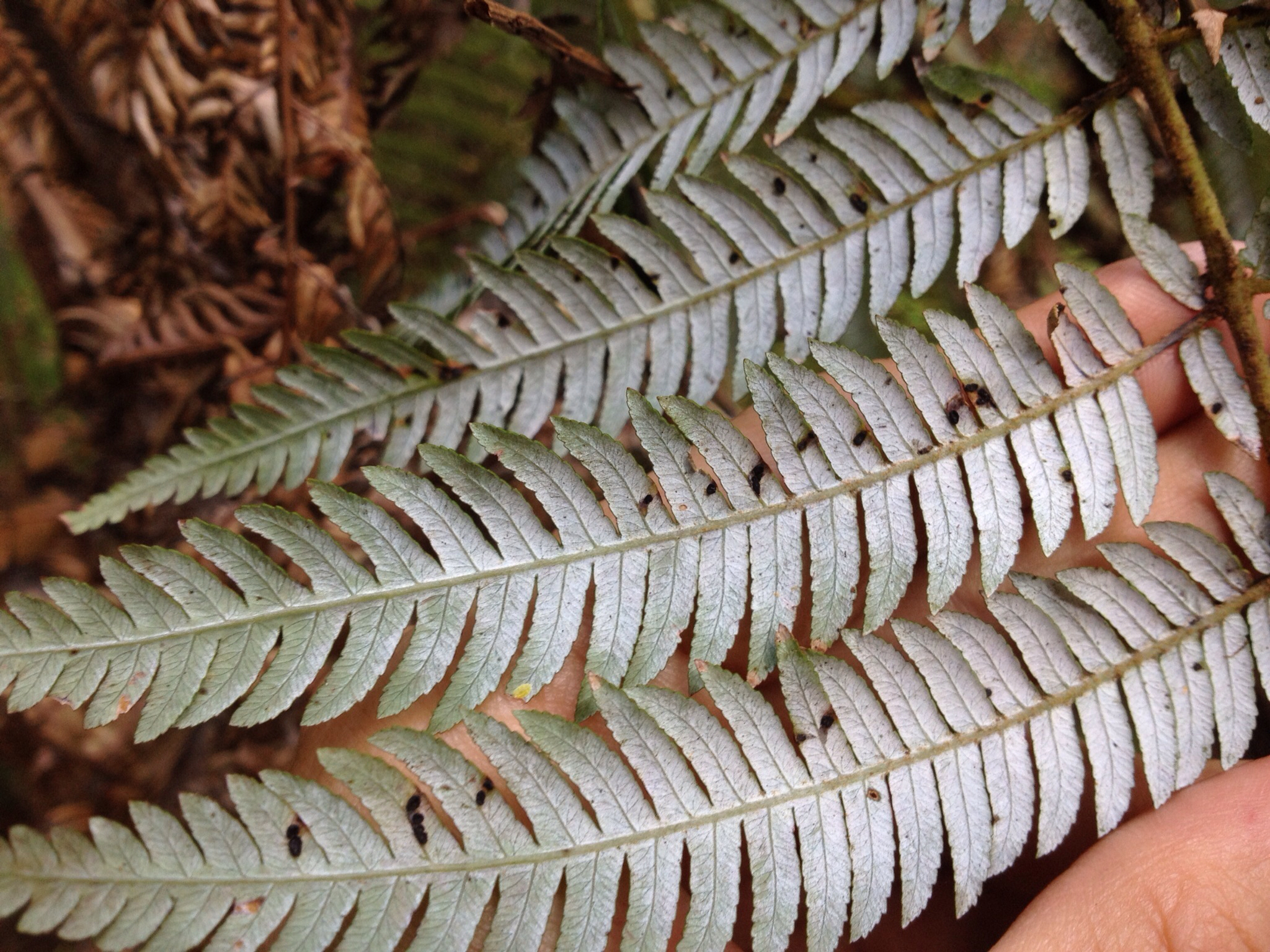 Parmulariaceae image