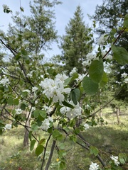 Amelanchier cusickii