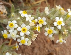 Oreocarya fulvocanescens