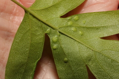 Phyllocoptes goniothorax