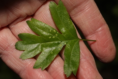 Phyllocoptes goniothorax