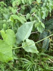 Ipomoea corymbosa