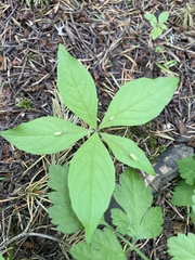 Lysimachia latifolia