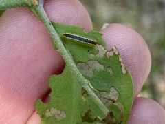 Enaemia basistriga
