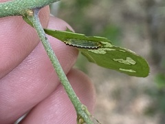 Enaemia basistriga