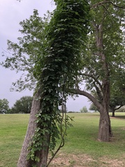 Parthenocissus quinquefolia