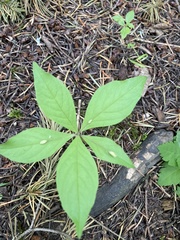Lysimachia latifolia