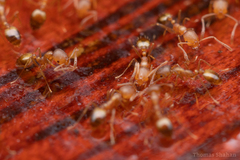 Monomorium pharaonis