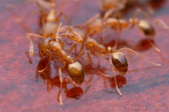 Monomorium pharaonis