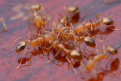 Monomorium pharaonis