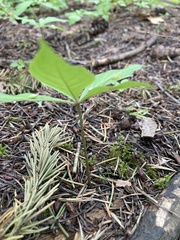 Lysimachia latifolia
