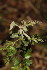 Podosphaera clandestina