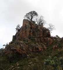 Widdringtonia wallichii