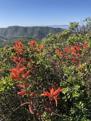 Castilleja subinclusa