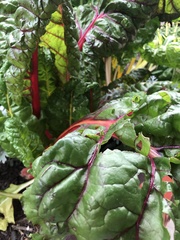 Beta vulgaris vulgaris