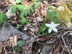 Anemonoides quinquefolia