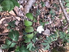 Anemonoides quinquefolia