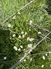 Plagiobothrys figuratus