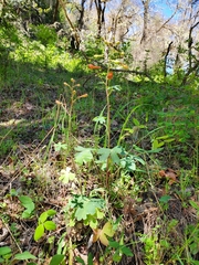 Delphinium nudicaule