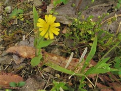 Krigia cespitosa cespitosa