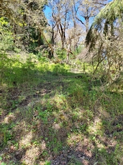Delphinium nudicaule