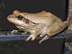 Polypedates maculatus