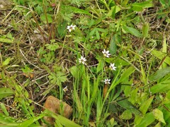 Sisyrinchium rosulatum