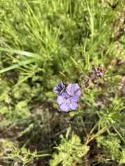 Phacelia strictiflora