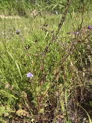 Phacelia strictiflora
