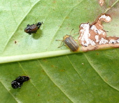 Galerucella nymphaeae