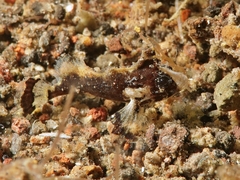 Acanthosphex leurynnis