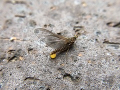Drunella cornuta
