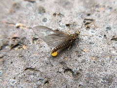 Drunella cornuta