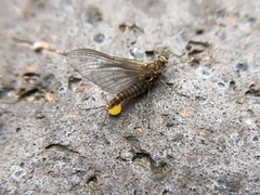 Drunella cornuta