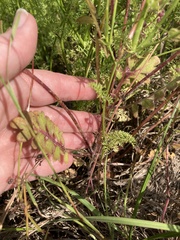 Phacelia strictiflora