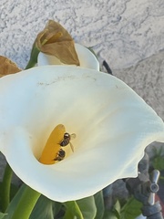 Apis mellifera