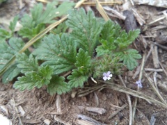 Glandularia quadrangulata